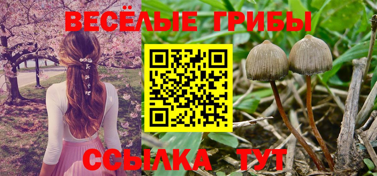 Галлюциногенные грибы Psilocybine cubensis Клин